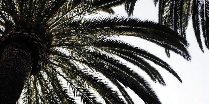 Looking up at a majestic palm tree reaching for the sky on a sunny day. photo
