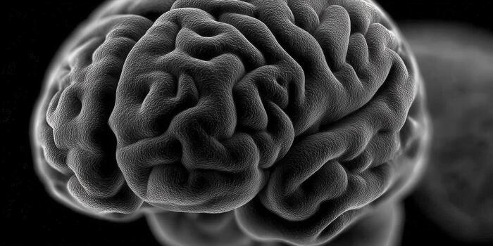 Intricate close-up view of a human brain, detailed and rendered in grayscale. photo