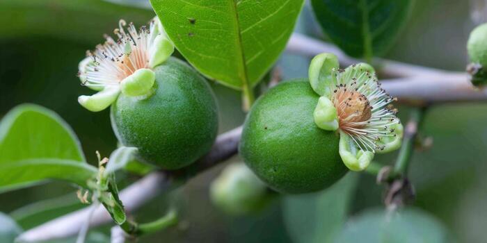 un vibrante macro Disparo de guayaba Fruta con flores floreciente en un rama foto
