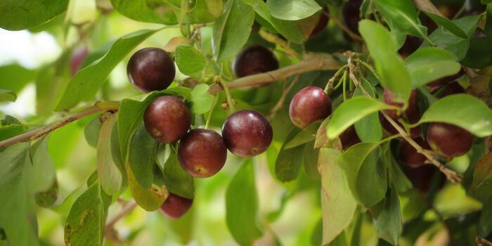 Close-up view of delicious, ripe berries hanging from a tree branch, with green leaves around them. photo