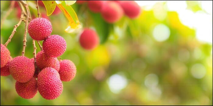 Vibrant close-up of ripe, red lychee fruits hanging on a branch in natural light. photo