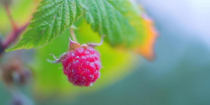 A close-up shot of a ripe red raspberry on a green-leafed branch, showing its natural beauty. photo