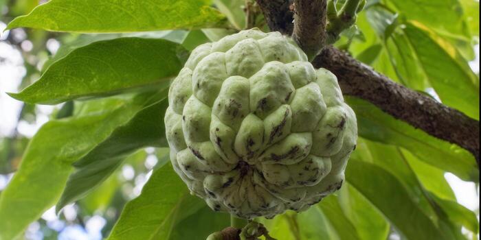 A fresh sugar apple is hanging from a tree branch with vibrant green leaves. photo