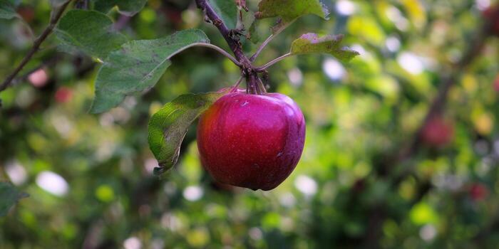 A juicy red apple, ripe and ready, hangs from a leafy tree branch in an orchard. photo