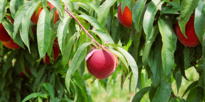 hermosa maduro duraznos colgar desde un árbol rama en medio de verde follaje. foto