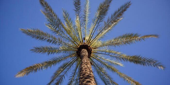A majestic palm tree reaches towards the bright blue sky, creating a striking composition. photo