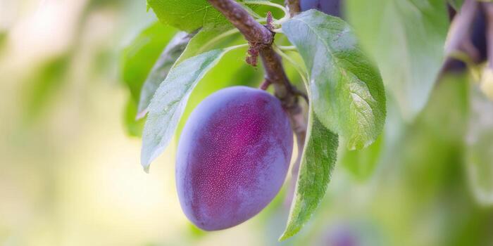 A close-up of a ripe purple plum on a branch, surrounded by green leaves, bathed in soft sunlight. photo