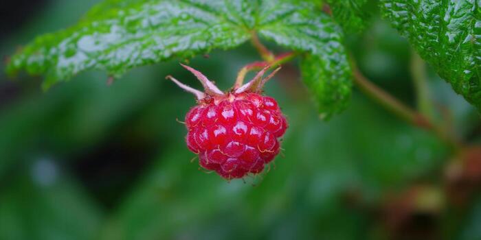 A single, perfectly ripe raspberry hangs on the branch with green leaves, ready to be enjoyed. photo