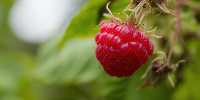 A close-up shot of a ripe, juicy raspberry on a plant in a natural setting. photo