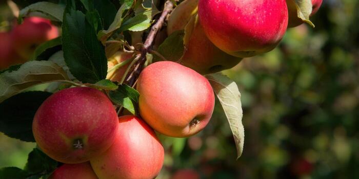 Apples on a tree branch, a picture of fresh, red fruit ready for picking. photo