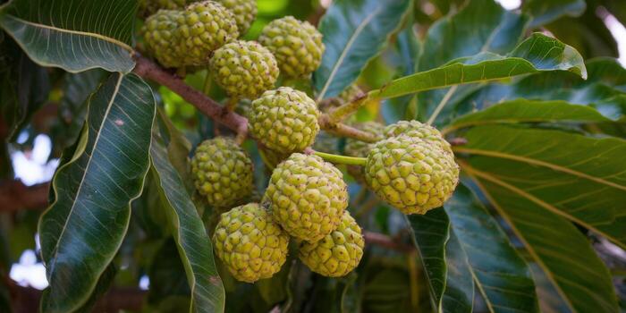 A vibrant image of custard apples growing on a tree branch, showcasing their unique texture. photo
