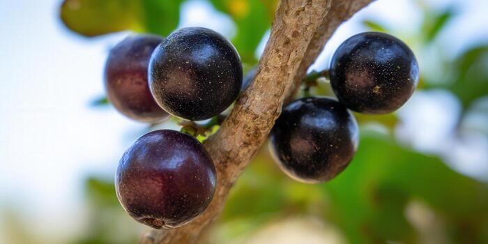 Ripe jabuticaba fruit clusters grow on a tree branch, ready for picking and eating. photo