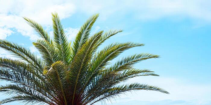 Palm tree branches against a vibrant blue sky with scattered white clouds on a sunny day. photo
