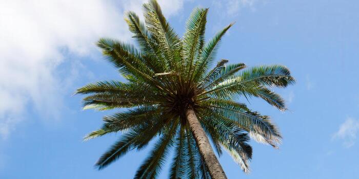 Looking up at a majestic palm tree reaching towards a brilliant blue sky, capturing a sense of the tropics. photo