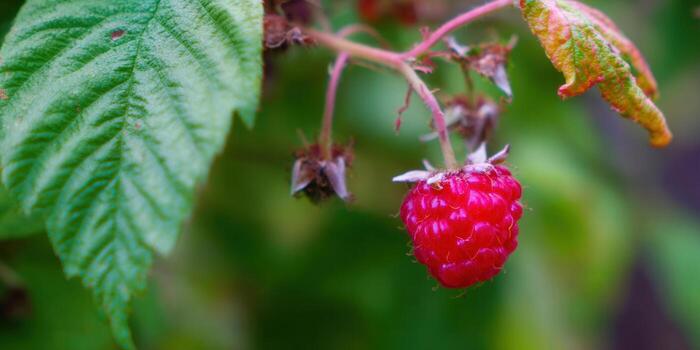 A close-up shot of a vibrant red raspberry, perfect for summer photo