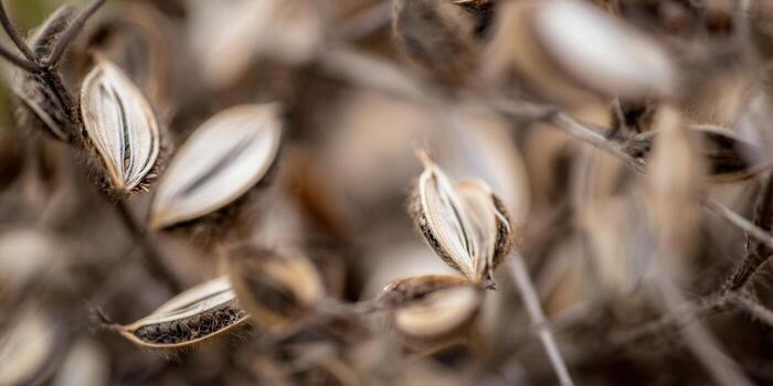 A close-up shot of dried seed pods in a natural, outdoor setting. photo