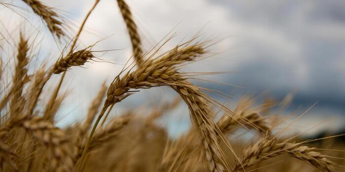 Golden wheat stalks sway gently against a backdrop of a dramatic cloudy sky. photo