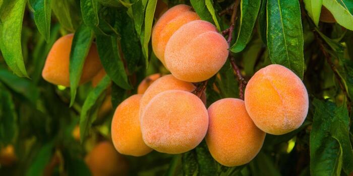 vibrante melocotones, maduro y listo, colgar desde un árbol rama en el calentar verano Dom. foto