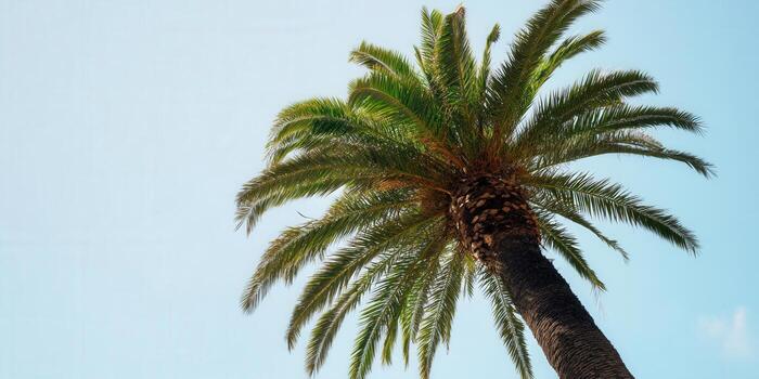 Looking up at a lush palm tree with its vibrant green leaves against a clear blue sky. photo