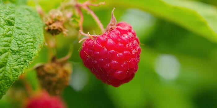 A juicy, ripe raspberry, ready to be picked, glows in the sunlight against a soft green backdrop. photo