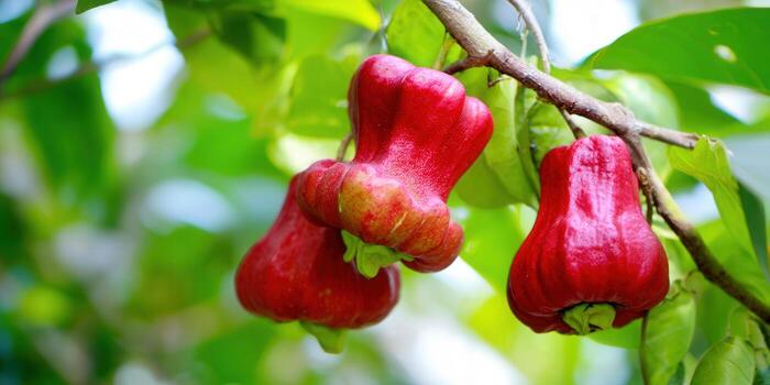Vibrant red rose apples hanging on a tree branch, showcasing the beauty of nature. photo