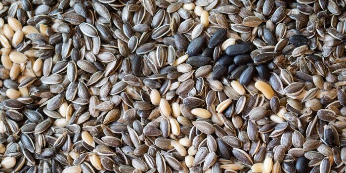 An eye-level perspective capturing a vibrant assortment of sunflower seeds. photo