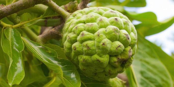 Vibrant green sugar apple fruit thriving on a tree branch with lush leaves in the background. photo
