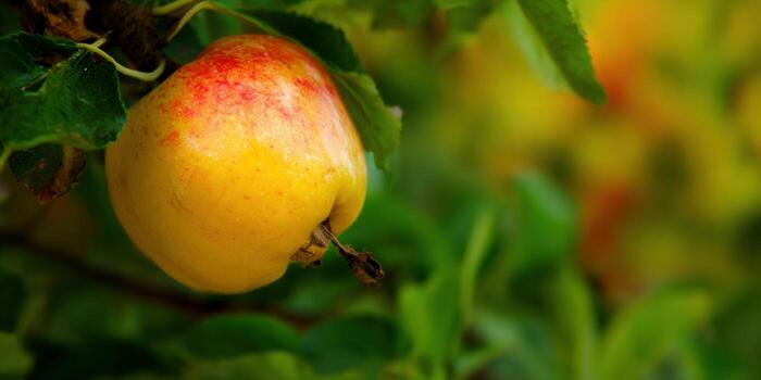 A golden ripe apple hangs on a tree branch in a natural, sunlit setting. photo