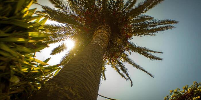A stunning upward view of a palm tree, bathed in the warm sunlight. photo