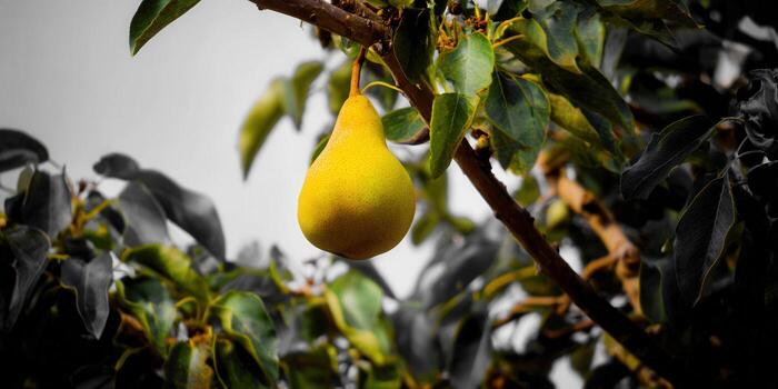 A single, ripe pear on a tree branch with lush green foliage, ready to be picked from the orchard. photo