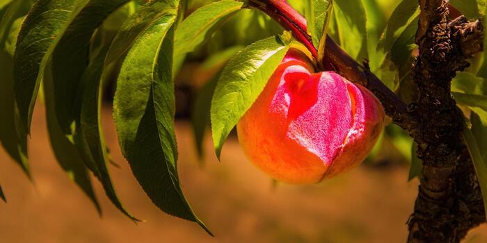 A sunlit peach on the tree with its vibrant green leaves create a peaceful scene. photo