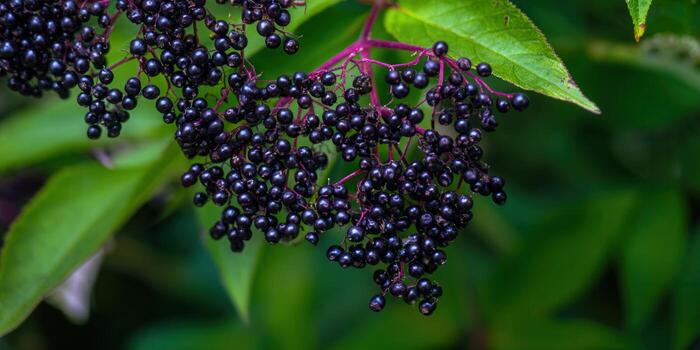 A close-up view showcasing clusters of ripe, dark elderberries with vibrant green leaves. photo