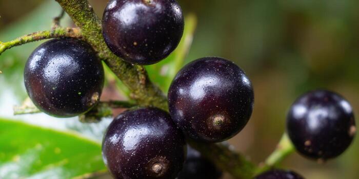 Vibrant macro shot of ripe, glossy dark berries growing on a branch with green leaves. photo