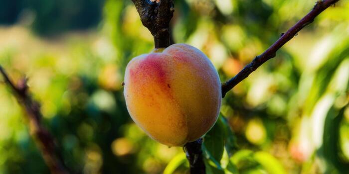 A single, ripe peach, growing on a branch with lush green foliage in the background. photo