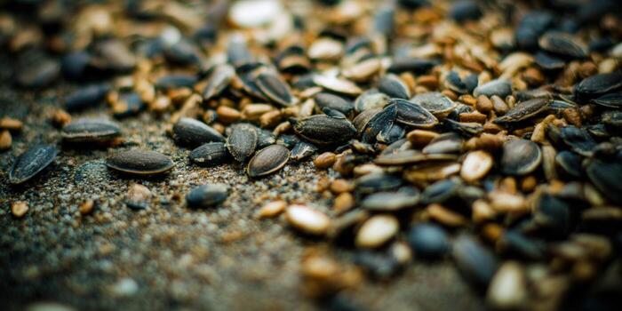 A close-up shows sunflower seeds and fragments on a textured surface. photo