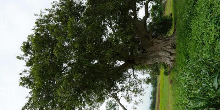 A large, old tree with sprawling branches dominates a vibrant green landscape under a cloudy sky. photo