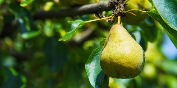 A close-up shot of a ripe pear on a tree branch with fresh green leaves. photo