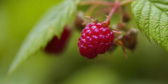 A vibrant red raspberry ready for harvest, surrounded by lush green leaves. photo