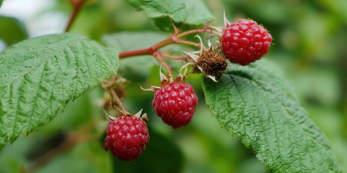 Delicious red raspberries on a branch with lush green leaves, a perfect image of summer. photo