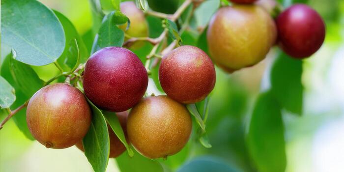 Jujube fruits hang ripe on a branch, showcasing a beautiful display of colors and textures. photo