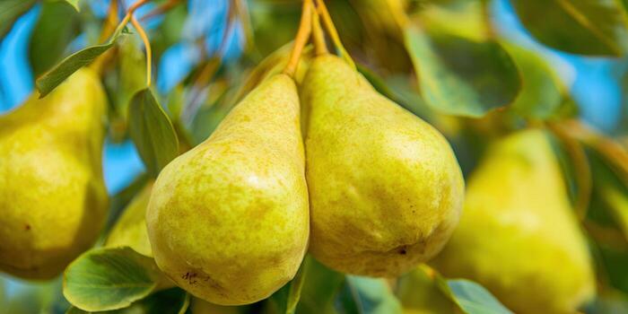 Close-up of ripe, juicy pears hanging from a tree branch, ready for harvest. photo