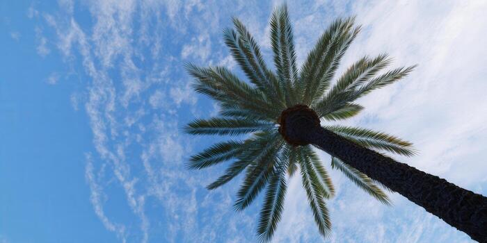 Looking up at a palm tree against a brilliant blue sky with fluffy clouds. photo