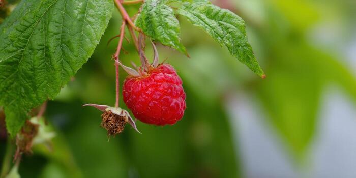 A single, juicy red raspberry hangs from its green leafy plant. photo