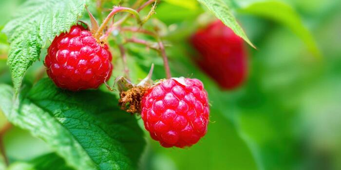 Beautiful ripe raspberries hanging on the bush, ready to be picked and enjoyed on a sunny day. photo