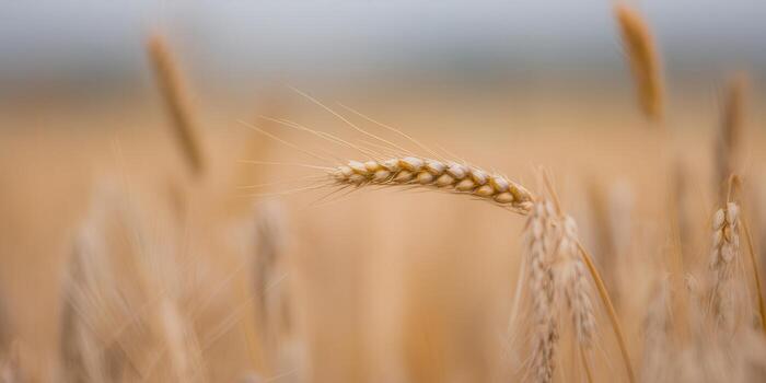 A detailed view of a wheat stalk, highlighting its texture and rich golden hues against a blurred backdrop. photo