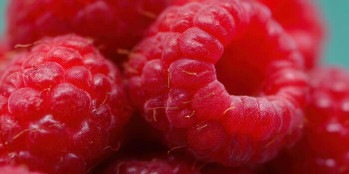 A close-up view of ripe and juicy red raspberries, ready to be enjoyed. photo