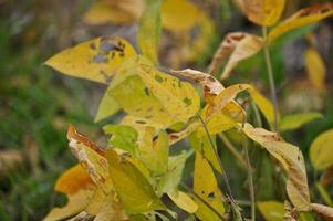 Close-up of yellow soybean leaves with natural damage, showing holes, dryness, and signs of pest or disease. photo