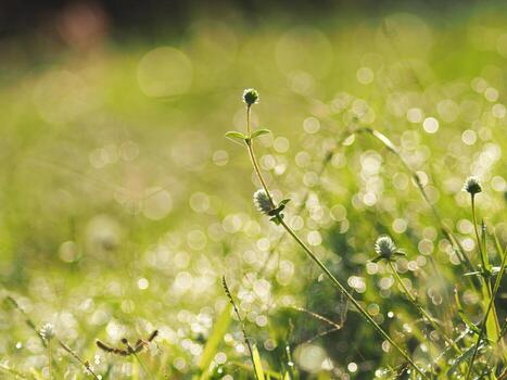 a field of grass with dew drops on it photo