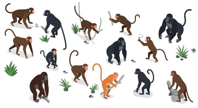 Isometric evolutionary scene featuring diverse primates interacting with tools in natural setting vector