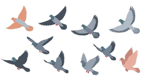 Flying pigeons set in flat style with various poses and colors on white background vector